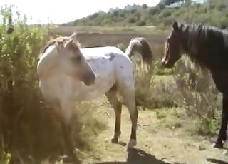 Incredible outdoors action with two horses