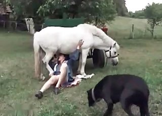 Good fellatio for a white stallion