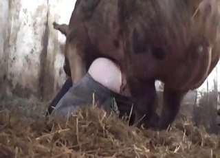 Cute farm animal in ionate animal porn